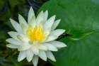 Issaquah, Washington State, USA. Fragrant water lily, considered a Class C noxious weed in area. Art Print